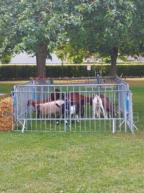 geiten en schapen, Dieren en Toebehoren, Schapen, Geiten en Varkens, Geit, Meerdere dieren, 0 tot 2 jaar