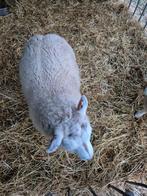 2 texel ramlammeren, Animaux & Accessoires, Moutons, Chèvres & Cochons