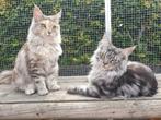 Super aanhankelijke Maine coons met stamboom, Dieren en Toebehoren, Poes, Gechipt, 0 tot 2 jaar
