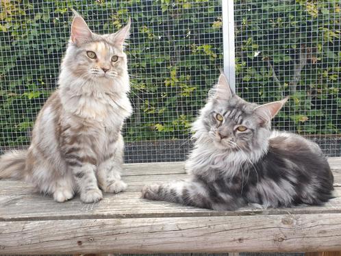 Super aanhankelijke Maine coons met stamboom, Dieren en Toebehoren, Katten en Kittens | Raskatten | Langhaar, Poes, 0 tot 2 jaar