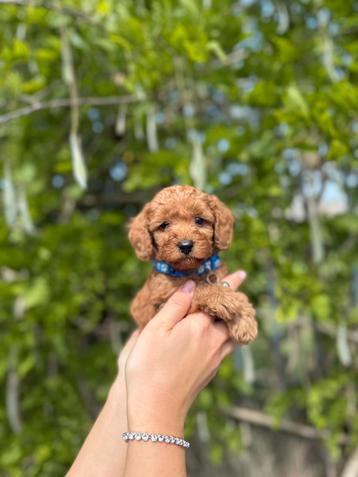 Prachtige dwergpoedel pups beschikbaar voor biedingen