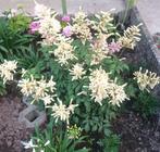 Astilbe japonica Duitsland: /pot 25x30/, Tuin en Terras, Ophalen