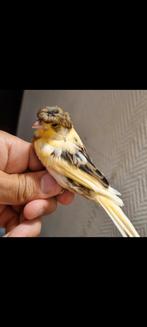 Canari, Dieren en Toebehoren, Vogels | Kanaries, Meerdere dieren, Zangkanarie