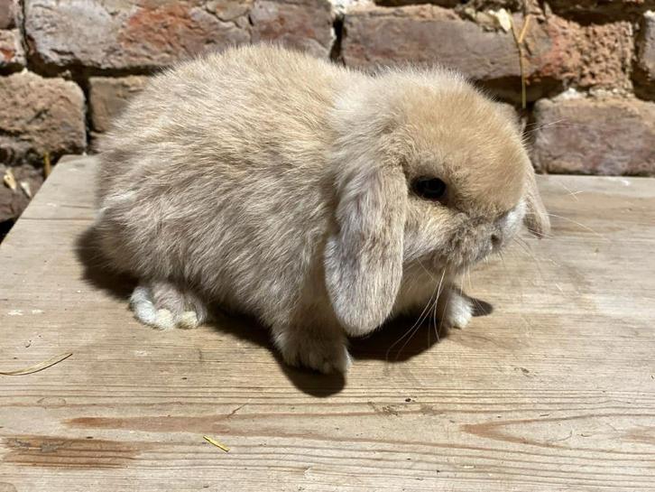 Mâle Minilop (bélier nain), Animaux & Accessoires, Lapins, Nain, Mâle, 0 à 2 ans, Oreilles tombantes