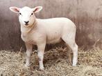 Texel Ramlam 4 maand., Dieren en Toebehoren, Schapen, Geiten en Varkens, Mannelijk, Schaap, 0 tot 2 jaar