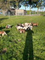 Gezocht geitjes lammetjes