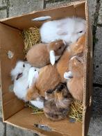 dwerg konijntjes, Animaux & Accessoires, Lapins, Nain