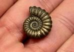 Fossile de pyrite d fer ammonite vieux 196 millions d'années, Collections, Enlèvement ou Envoi, Fossile