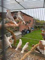 14 MANDARINS MÂLES, Dieren en Toebehoren