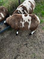 Ramlam bonte schapen, Dieren en Toebehoren, Mannelijk, Schaap, 0 tot 2 jaar