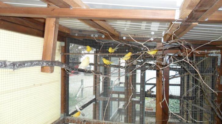 15 gele kanaries, Dieren en Toebehoren, Vogels | Kanaries, Kleurkanarie, Meerdere dieren