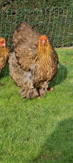 Brahma meerzomig patrijs, Dieren en Toebehoren, Pluimvee