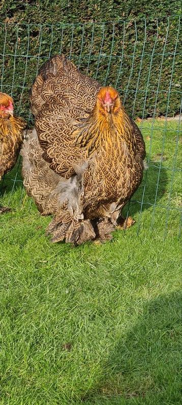 Brahma meerzomig patrijs  beschikbaar voor biedingen