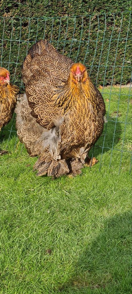 Brahma meerzomig patrijs, Dieren en Toebehoren, Pluimvee