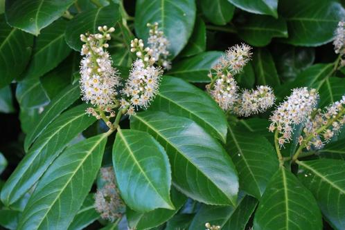 Prunus laurocerasus - Paplaurier, Tuin en Terras, Planten | Struiken en Hagen, Struik, Ophalen