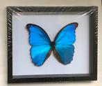 Grote, blauwe MORPHO vlinder in 3D lijst, Nieuw, Ophalen of Verzenden