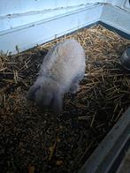 Nederlandse hangoor ram, Dieren en Toebehoren, Mannelijk, Klein, Hangoor, 0 tot 2 jaar