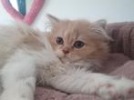 Selkirk straight en selkirk rex, Meerdere dieren, Gechipt, 0 tot 2 jaar