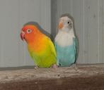 1-1 fischeri pale fallow opaline groen/blauw '24 - '25, Dieren en Toebehoren