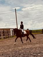 Halve stal gezocht!, Ruin, 165 tot 170 cm, Dressuurpaard