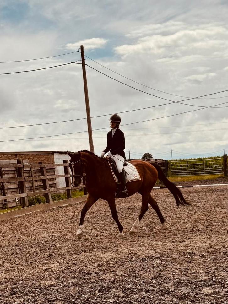 Halve stal gezocht!, Animaux & Accessoires, Chevaux, Hongre, 165 à 170 cm, Cheval de dressage