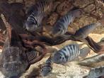 malawi zebra cichliden, Dieren en Toebehoren, Vissen | Aquariumvissen, Vis, Zoetwatervis