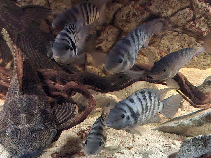 malawi zebra cichliden, Dieren en Toebehoren, Vissen | Aquariumvissen, Zoetwatervis, Vis