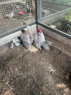 Hollandse kriel met kuikens, Dieren en Toebehoren, Pluimvee
