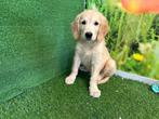 Chiots Golden Retriever, Golden retriever, Parvovirose, Plusieurs, Belgique