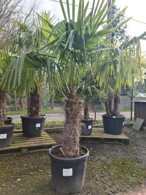 Palmboom Trachycarpus Fortunei - Winterharde palmboom, Tuin en Terras, Planten | Bomen, Palmboom, Halfschaduw, Ophalen