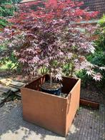 Acer Japonicum, Jardin & Terrasse, Plantes | Arbres, Enlèvement