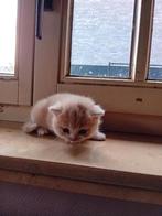 Brits korthaar kittens  stamboom, Dieren en Toebehoren, Poes, Gechipt, 0 tot 2 jaar