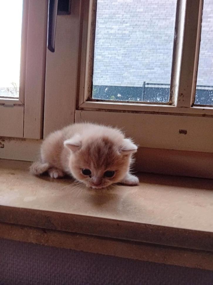 Brits korthaar kittens  stamboom, Dieren en Toebehoren, Katten en Kittens | Raskatten | Korthaar, Poes, 0 tot 2 jaar, Met stamboom