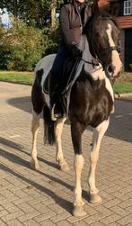 Brave allround recreatie merrie, Dieren en Toebehoren, Merrie, Ontwormd