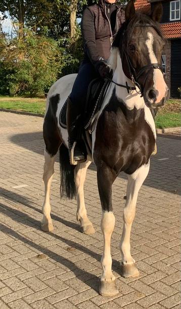 Brave allround recreatie merrie beschikbaar voor biedingen