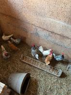 Sybris, Dieren en Toebehoren, Pluimvee, Meerdere dieren, Kip