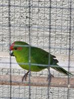 Kakariki (groen-bont), Dieren en Toebehoren, Vogels | Parkieten en Papegaaien, Meerdere dieren, Parkiet