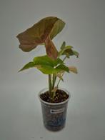 Spot rouge fluo Syngonium, Enlèvement ou Envoi