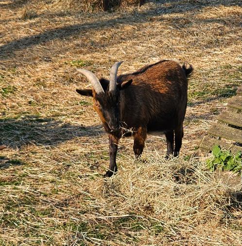 Gecastreerd dwergbokje, Dieren en Toebehoren, Schapen, Geiten en Varkens, Geit