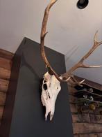 Gewei hert, Ophalen, Zo goed als nieuw, Hert