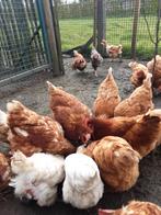 Kippen en eieren, Animaux & Accessoires, Volatiles, Poule ou poulet, Femelle