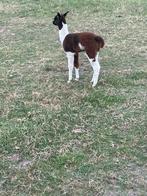 Alpaca merrie, Dieren en Toebehoren, Augustus