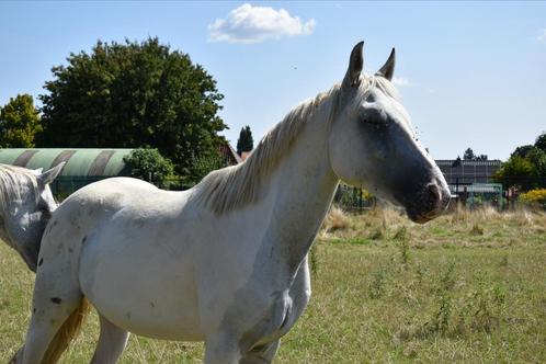 Appaloosa ruin, Dieren en Toebehoren, Paarden, Ruin