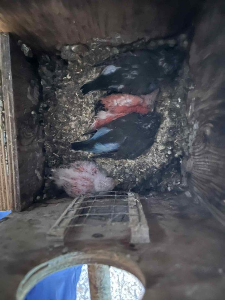 bourkens parkieten 2 nesten, Dieren en Toebehoren, Vogels | Parkieten en Papegaaien, Parkiet, Meerdere dieren, Tam, Geringd