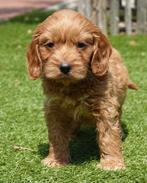 Prachtige Cockapoo pups (abrikoos en rood), Dieren en Toebehoren, Honden | Retrievers, Spaniëls en Waterhonden, België, Overige rassen