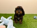 Cavapoo pups, België, 8 tot 15 weken, CDV (hondenziekte), Meerdere