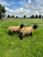 Suffolk ramlammeren, Mouton, Mâle, 0 à 2 ans