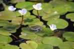 kikkerbeet, Tuin en Terras, Ophalen of Verzenden, Nieuw