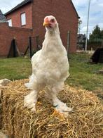 Jonge brahma haan wit, Dieren en Toebehoren, Pluimvee, Mannelijk, Kip