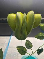 1.1 morelia viridis bleu chain